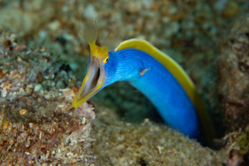A Blue ribbon eel, Rhinomuraena quaesita, pokes its distinctive head out of a hole in an Indonesian...