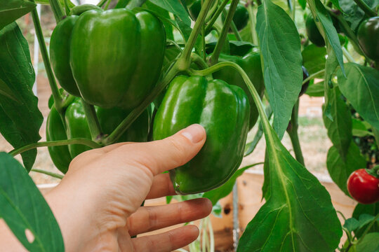 pepper in the hands of a farmer in the garden.Bell pepper harvest.Hand picks green ripe pepper from the bush.Organic green bell peppers on a bush in a summer garden 