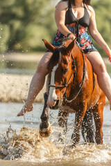 Portrait of a bay brown andalusian x arab horse gelding having fun in the water of a river in summer outdoors, horse cooling down in water