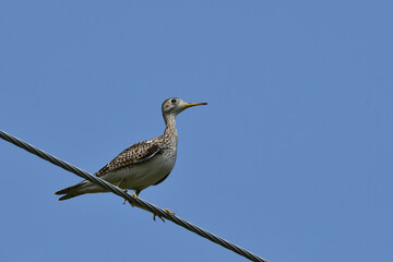 An Upland Sandpiper sits perched on a hydro wire above its summer nesting pastureland 