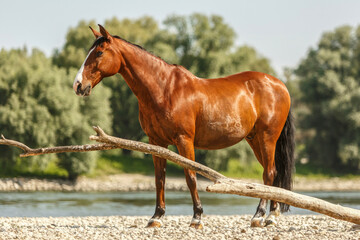 Portrait of a beautiful bay brown andalusian x arab horse gelding at the gravel beach bank of a river in summer outdoors - obrazy, fototapety, plakaty