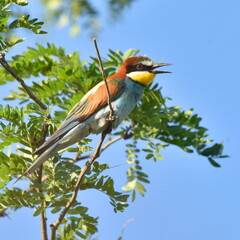 Merops apiaster on the branch at daylight.