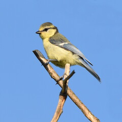 Obraz premium Cyanistes caeruleus posing on the branch, at daylight.