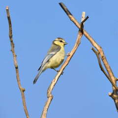 Fototapeta premium Cute Cyanistes caeruleus posing on the branch,at daylight.