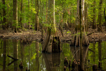 Roanoke Swamp Trees