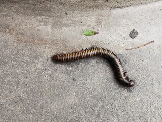 millipede carcass on cement floor