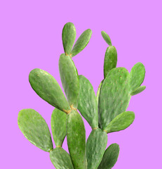 Beautiful green cactus plant on violet background