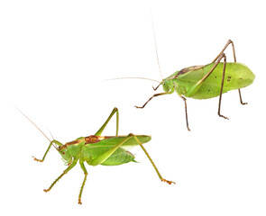 キリギリスとクツワムシ