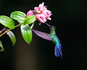 Fiery-throated Hummingbird in flight feeding on pink flower