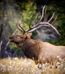 Bull Rocky mountain elk (cervus canadensis) bugling tall grass meadow during the fall elk rut at moraine park, Rocky Mountain National Park, Colorado, USA