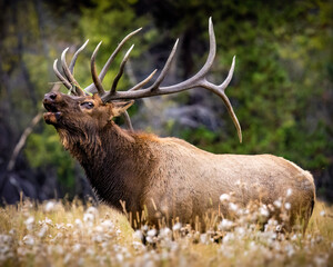 Bull Rocky mountain elk (cervus canadensis) bugling tall grass meadow during the fall elk rut at moraine park, Rocky Mountain National Park, Colorado, USA