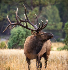 Bull Rocky mountain elk (cervus canadensis) standing in Moraine park meadow during the fall elk rut at Rocky Mountain National Park, Colorado, USA