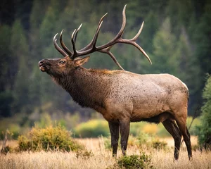 Bull Rocky mountain elk (cervus canadensis) bugling in moraine park meadow during the fall elk rut at Rocky Mountain National Park, Colorado, USA © Michael