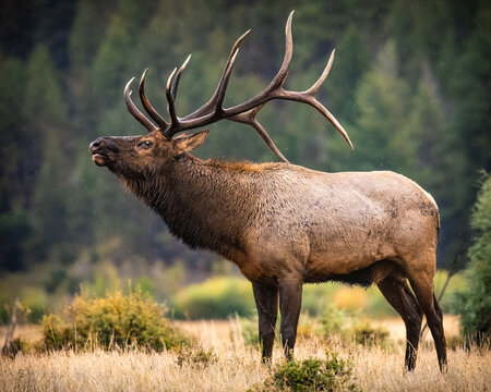 Bull Rocky mountain elk (cervus canadensis) bugling in moraine park meadow during the fall elk rut at Rocky Mountain National Park, Colorado, USA
