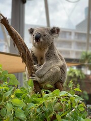 koala on tree