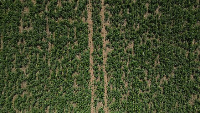 Man-made forest to keep the planet green, with spectacular results following drone plantation.

