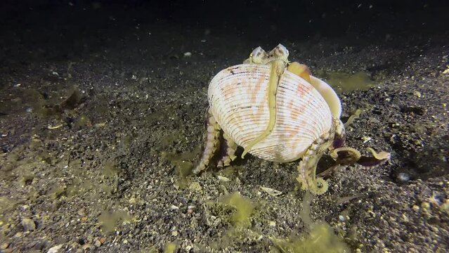 Coconut octopus during night, body protected by two clam shells attached by suction cups. Coconut moves along with its clamshell housing using tentacles like legs. Stops and retreats inside the shell.