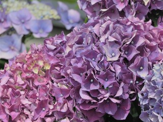 満開の紫陽花　紫色の花