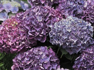 満開の紫陽花　紫色の花