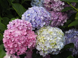 満開の紫陽花　色とりどり