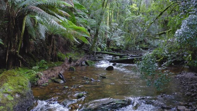 River in tropical jungle forest. Wilderness of Tasmania and nature destinations