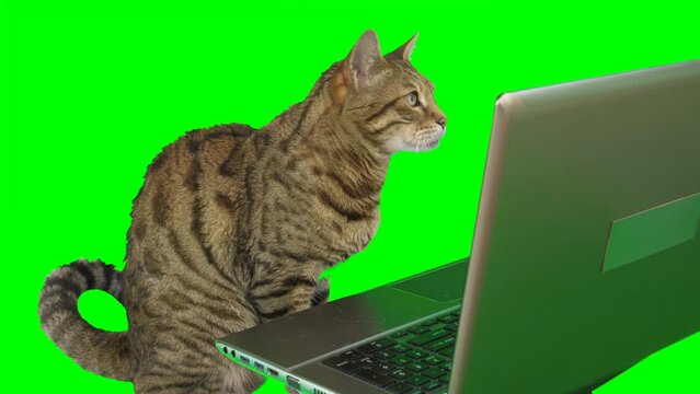 Bengal cat sitting in front of a laptop computer, looking at the screen facing forward on green screen isolated with chroma key.