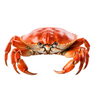 crab isolated on a transparent background, generative ai