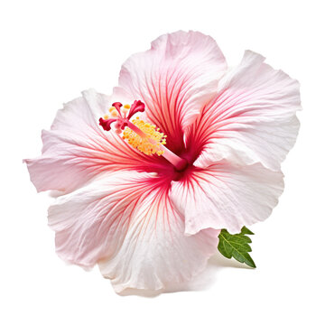 hibiscus flower isolated on a transparent background, generative ai