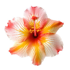 Fototapeta na wymiar tropical flower isolated on a transparent background, generative ai