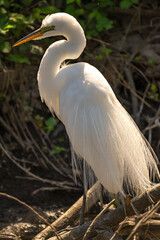 Close-up of Great Egret (Ardea alba). 