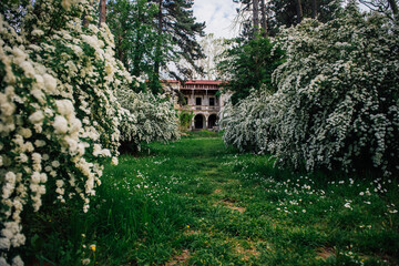 An old abandoned mansion surrounded by a blooming garden of apple and peach trees and green grass