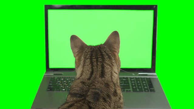 Bengal cat sitting in front of a laptop computer, looking at the screen facing backward on green screen isolated with chroma key.