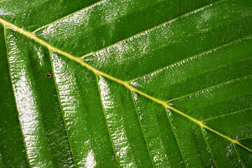 close up of leaf