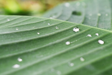 water drops on leaf