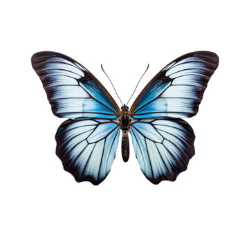 butterfly isolated on a transparent background, generative ai