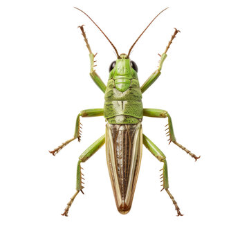 grasshopper isolated on a transparent background, generative ai