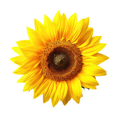sunflower isolated on a transparent background, generative ai