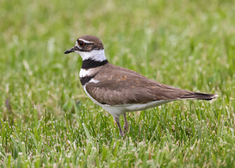 Killdeer in Grass