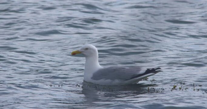 Seagull coastal bird floating on sea water slow motion