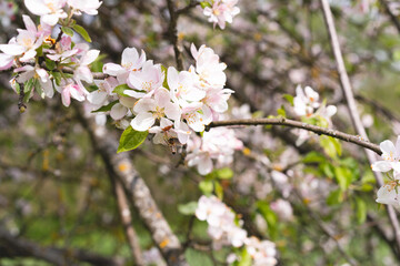 Beautiful white flowers on a branch of an apple tree against the background of a blurred garden. Apple tree blossom. Spring background