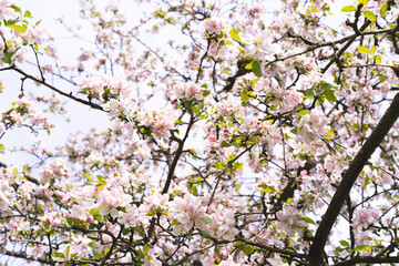 Beautiful white flowers on a branch of an apple tree against the background of a blurred garden. Apple tree blossom. Spring background