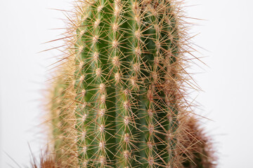 Beautiful green cactus on white background, closeup. Tropical plant