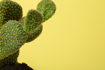 Beautiful green Opuntia cactus on yellow background, closeup. Space for text