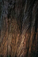 Closeup view of tree bark as background