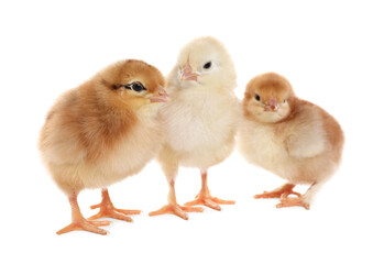Three cute fluffy chickens on white background