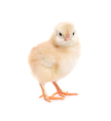 Cute fluffy baby chicken on white background