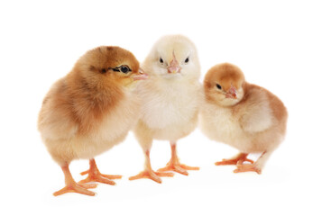 Three cute fluffy chickens on white background