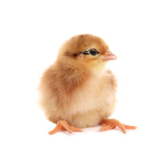 Obraz premium Cute fluffy baby chicken on white background