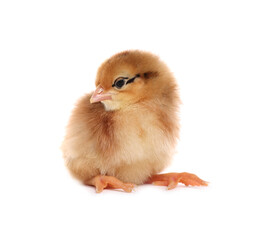 Obraz premium Cute fluffy baby chicken on white background