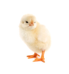 Cute fluffy baby chicken on white background